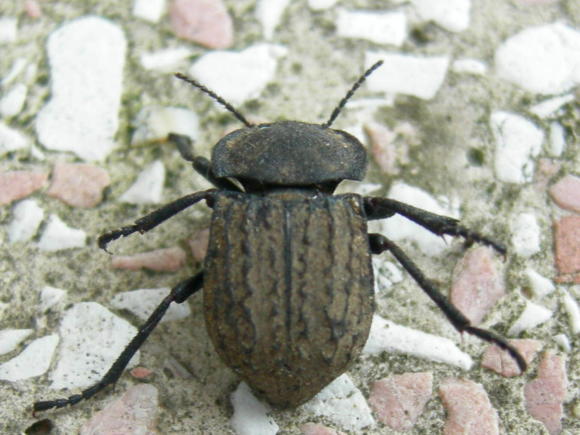 Tenebrionidae: Asida sabulosa sabulosa